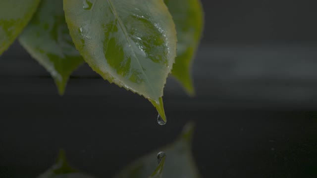 新鲜的自然水和树叶在慢动作视频素材