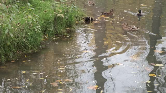 野鸭在公园的池塘里游泳。视频下载