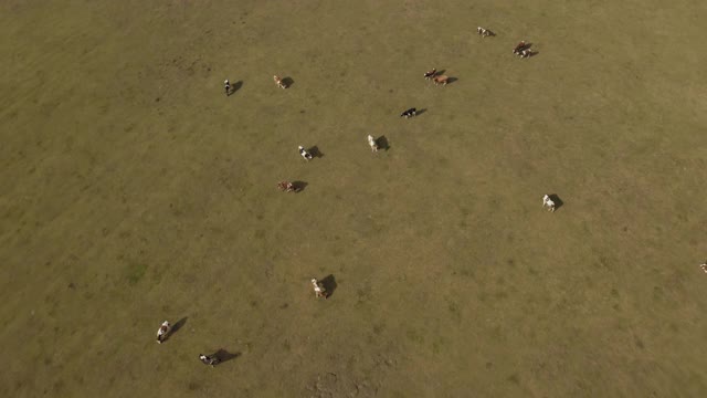 正上方可以看到牛群在吃草视频素材
