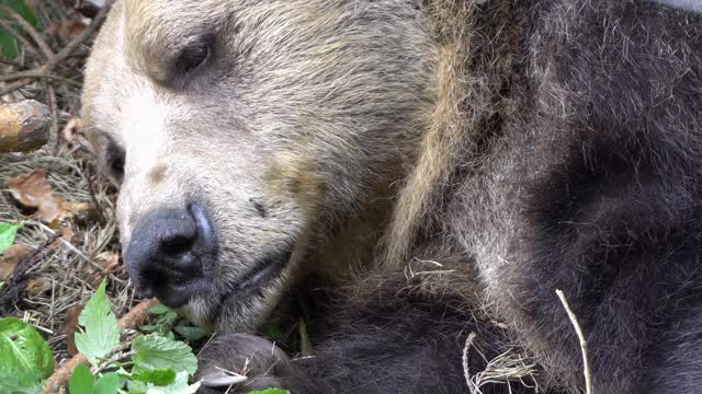 近距离的野生黑熊的脸躺着看相机视频素材