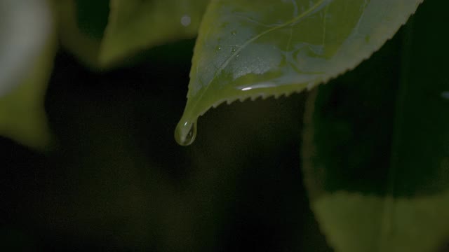 新鲜的自然水和树叶在慢动作视频素材