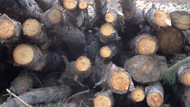 冬天用的圆木堆成树桩视频素材