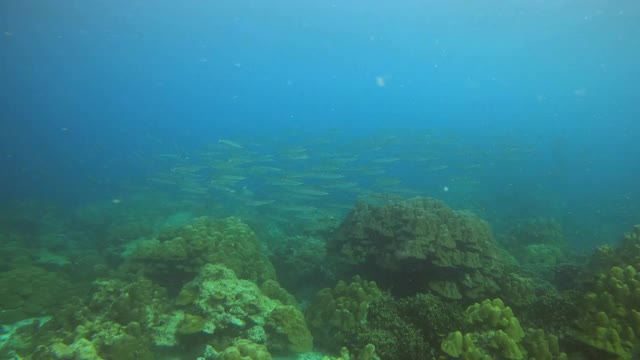 鱼和海葵在海底开花视频素材