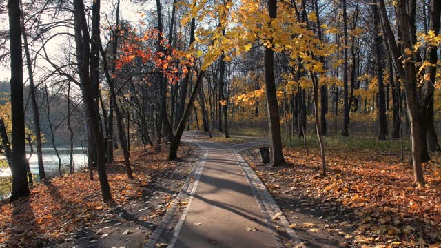 美丽的小巷在秋天的公园，五颜六色的枫叶。视频素材