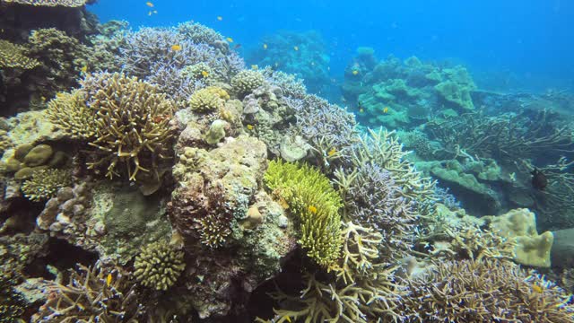 美丽的充满活力的颜色手指珊瑚海底视频素材