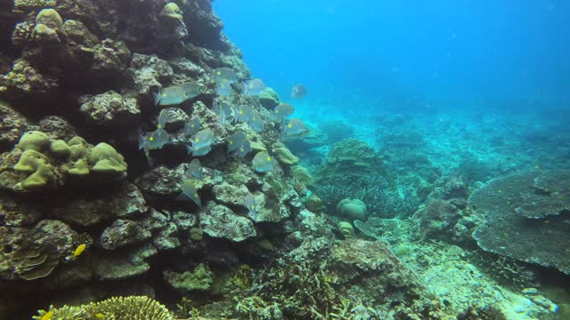 美丽鲜艳的颜色的鱼和珊瑚海底视频素材