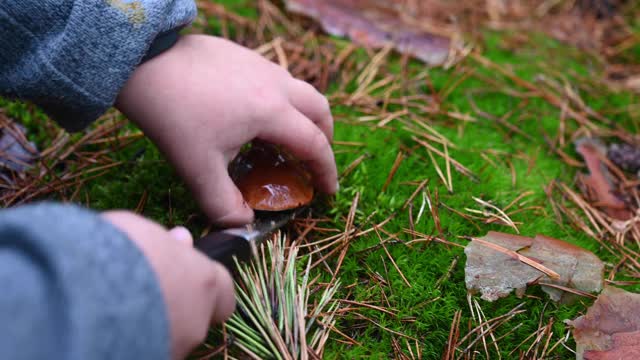 孩子正在森林里切蘑菇(牛肝菌)。德国(勃兰登堡)视频下载