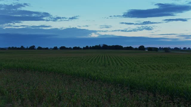 黎明时分，无人机飞过俄亥俄州的玉米田视频下载