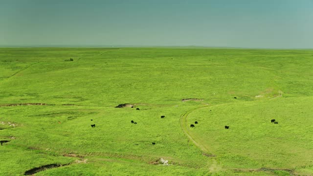 放牧在堪萨斯草原上的牛视频下载