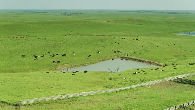 奶牛在池塘上吃草和洗澡-空中视频素材