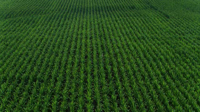黎明时分，一架无人机飞过俄亥俄州的玉米种植区视频下载