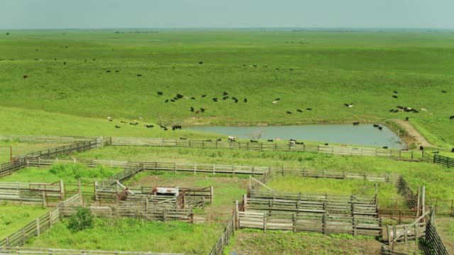 奶牛在堪萨斯草原-空中视频素材