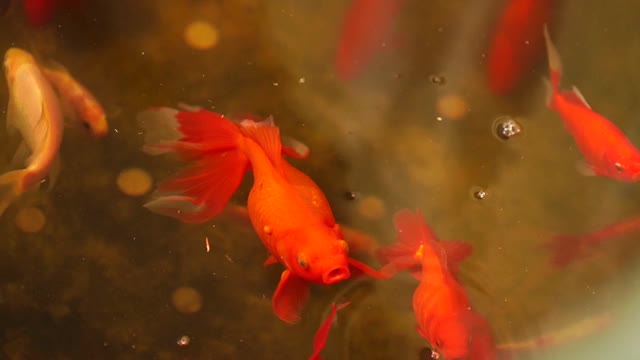 池塘里有大锦鲤，水中有红金色的五彩鲤鱼，水中有美丽的锦鲤宠物视频素材