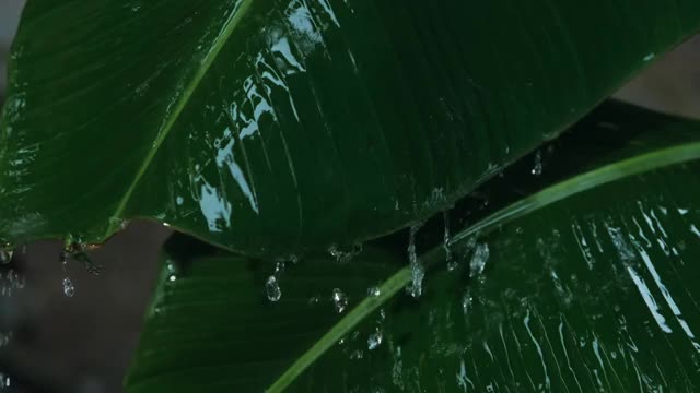 雨季的雨落在绿色的香蕉叶上视频素材