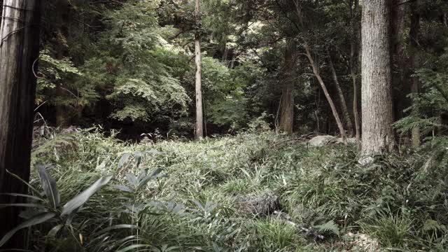 吉利装狙击手在丛林中拿着步枪站着视频素材