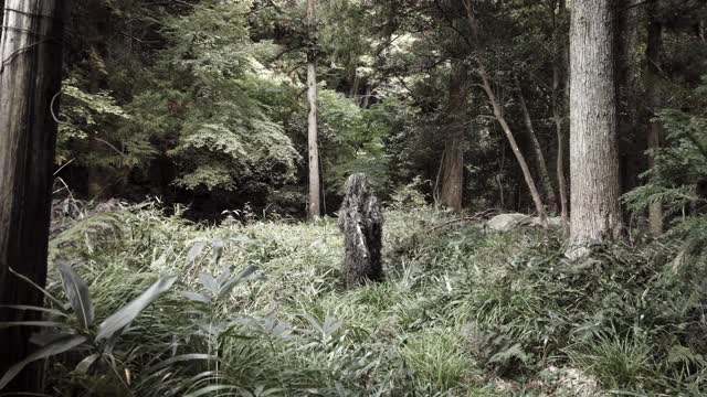步兵狙击手在丛林中漫步然后躺下融入草丛中。视频素材