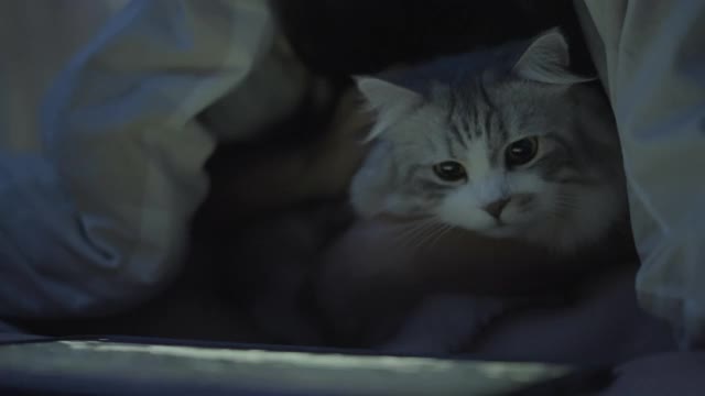 猫在床上看药片视频素材