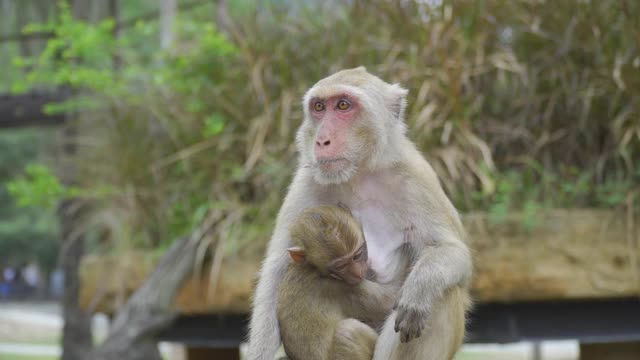 野生动物猴子视频素材