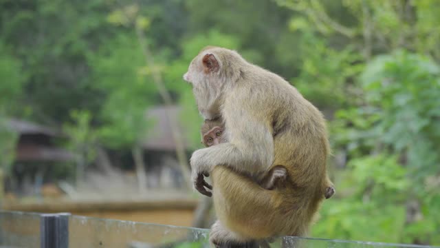 野生动物猴子视频素材