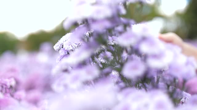 年轻女子幸福地捧着一朵紫色的花，在花园里闻着紫色的花视频素材