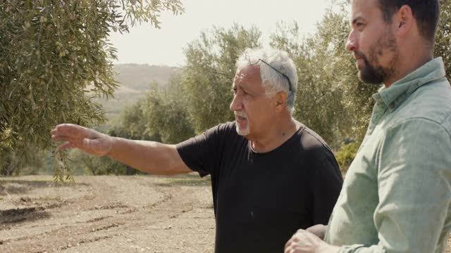 橄榄农民和儿子在橄榄农场看树视频素材