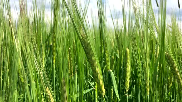 背景:有年轻的绿色小麦生长的农田。视频素材