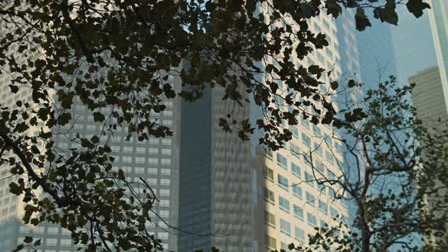 树木和摩天大楼视频素材