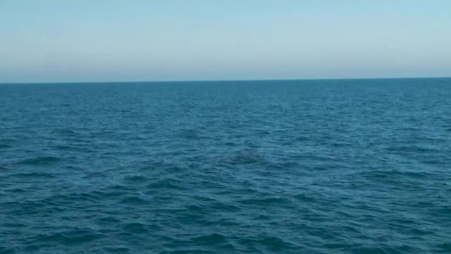 座头鲸打破慢动作视频素材