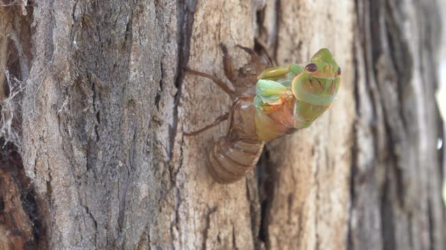 在ebor的一棵桉树上，一只蝉从它的壳里出来的侧视图视频下载