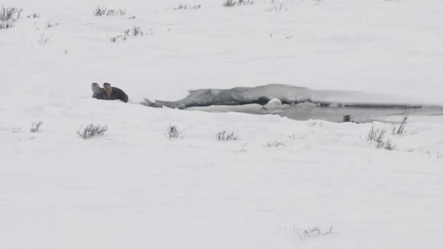 高帧率剪辑一个顽皮的水獭把雪放在它的头上在黄石公园视频素材