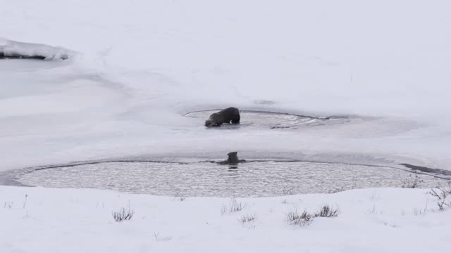 冬季拍摄的黄石公园一只水獭跑向它的同伴视频素材