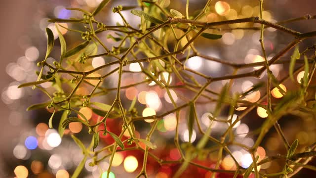 一棵槲寄生树枝的特写，背景是一棵装饰着花环的圣诞树。视频下载