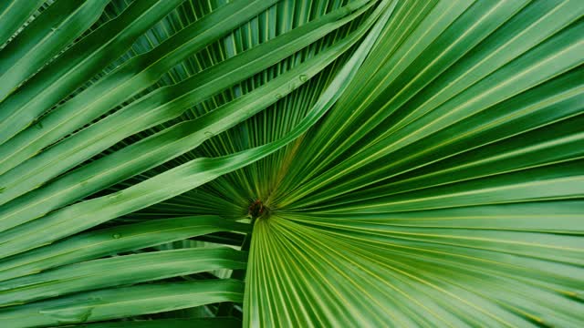 热带绿叶，热带雨林中的大棕榈叶视频下载
