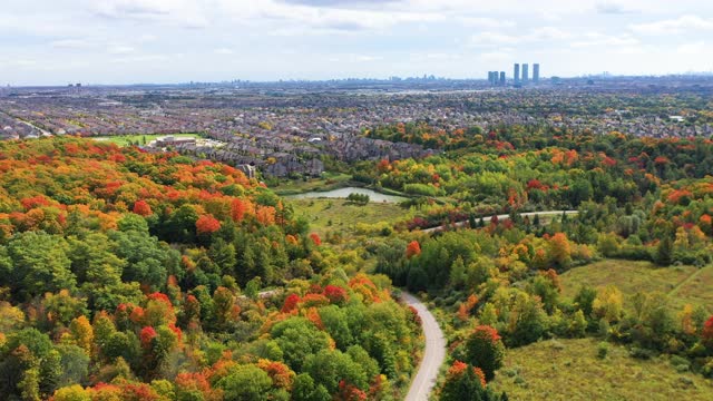 在加拿大安大略省沃恩的伍德布里奇，松树村博士和韦洛尔村社区两侧的彩色树叶视频下载