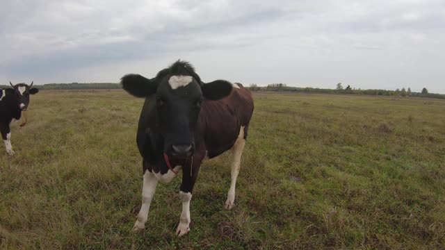 有趣的黑白奶牛用它湿漉漉、粗糙的鼻子对着镜头视频下载