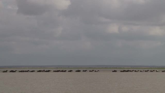 斑马和角马正在安博塞利的一个浅湖上视频素材