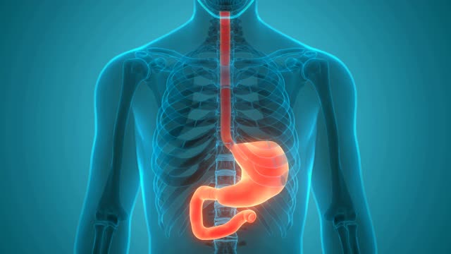 人体消化系统胃解剖动画概念视频下载