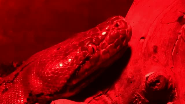 红色玻璃蛇形鱼缸里的蟒蛇。高清视频下载