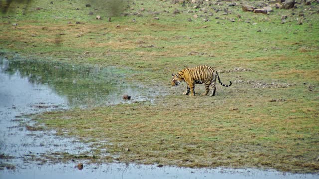 小老虎在水里跑，追逐着鸟视频下载