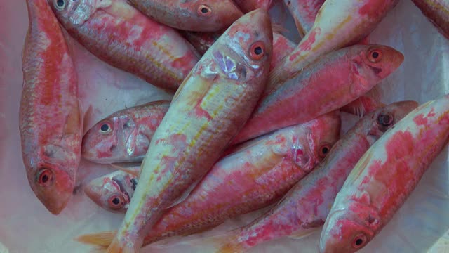 红鲻鱼，西西里岛卡塔尼亚鱼市上典型的地中海鱼类。镜头4 k视频下载