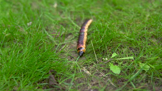一条大毛虫在草地上爬行视频素材