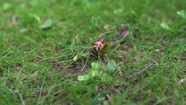 一条大毛虫在草地上爬行视频素材