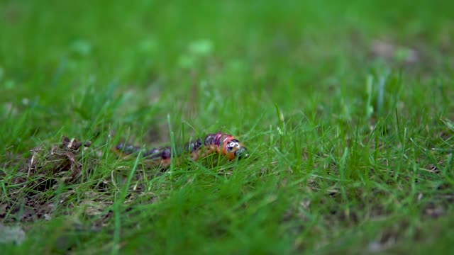 大毛虫在草地上爬行。缓慢的运动。视频素材