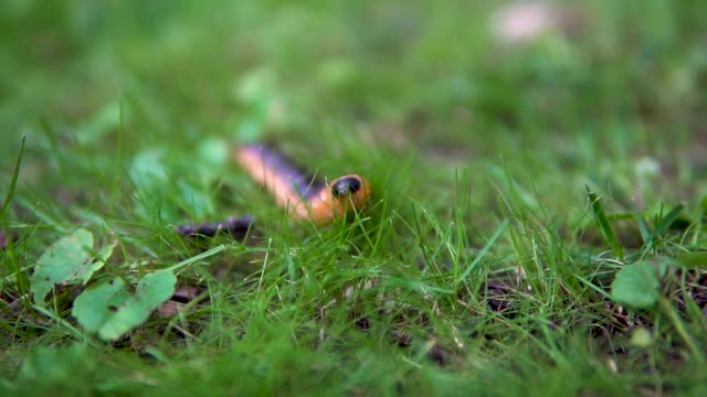 大毛虫在草地上爬行。缓慢的运动。视频素材