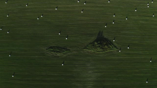 鸟瞰图。用稻草包裹的农田景观。飞过用白色塑料箔包裹的谷类干草。视频下载