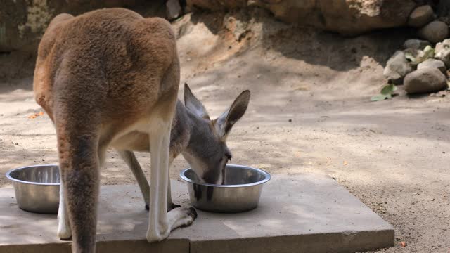 袋鼠在塔隆加动物园岛在悉尼白天手持式视频素材