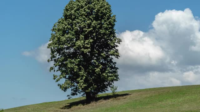 树和云。树和云在时间推移4k视频云飘过天空。塞尔维亚米洛克山山坡上的一棵孤零零的树。视频素材