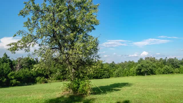 树和云。树和云在延时4k视频云漂浮在天空在日落。塞尔维亚米洛克山山坡上的一棵孤零零的树。滑块运动。视频素材