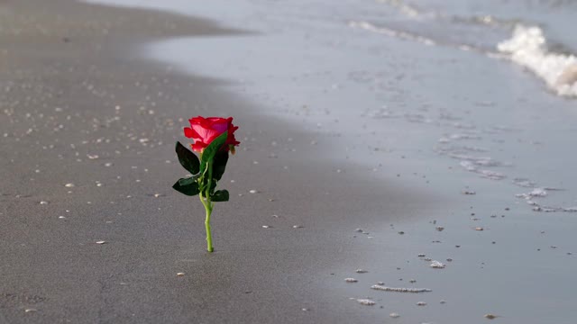 红色的人造玫瑰插在灰色潮湿的沙滩上视频下载