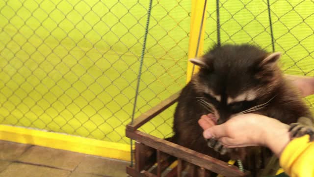 人的手在联系动物园里喂荡秋千的浣熊。视频下载